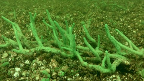 Freshwater sponge (Spongilla lacustris) branches are noticeably swaying in the river flow.