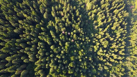 Beautiful landscape from a bird's eye view in a vast forest - a bird's eye view of a drone in the morning bright sunlight. Shot in Danongdafu Forest Park, Hualien, Taiwan.