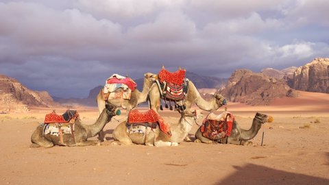 Camels in the Desert, Wadi Rum, Jordan
