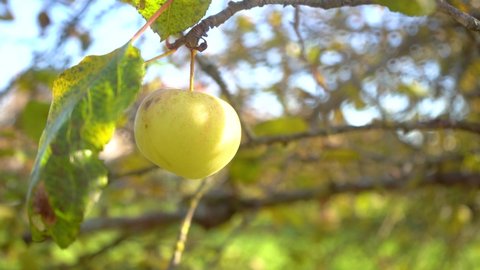 Beautiful ripe green apple fruit on tree background of sun. Ripe juicy apples hanging on branch in orchard garden. Farming food harvest gardening harvesting concept. Concept of organic food 4k