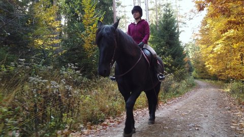 Equestrian rides on black friesian horse through beautiful autumn forest landscape