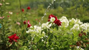 water drops falling down: process of watering beautiful blooming flowers - red roses at park, garden. Gardening, blooming, nature, floral and decoration concept. Garden hose sprinkler sprays water. - Powered by Shutterstock - Get 15% off with code: PIKWIZARD15