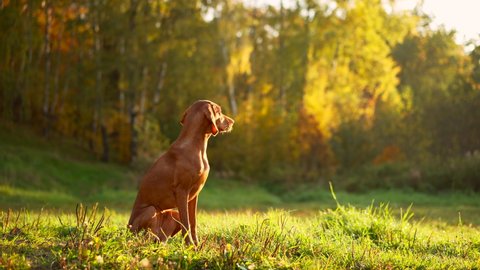 dog in the autumn park. Hungarian vizsla in nature