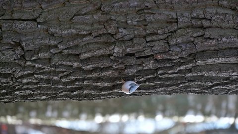 Nuthatch forages while climbing over the elm trunk.
