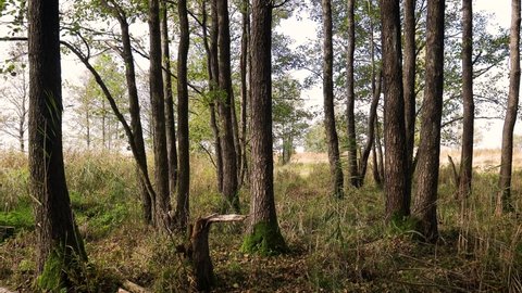 Alder tree trunks in swampy forest. Reeds swaying in light breeze.