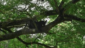 Wild black cheetah female. Resting on tree branch. Wild animal, black guepard, has green eyes. 4K video depicts life of wild animal in nature. Wildlife feline predators. Life mammals in environment.