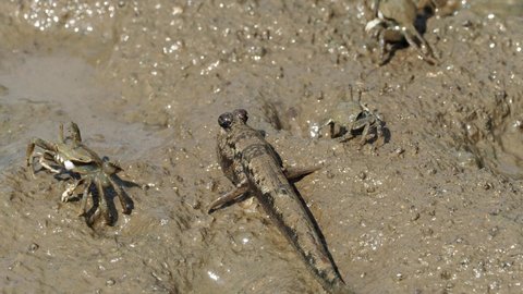 Barred mudskipper and crabs on mud at Shimajiri mangrove field in Miyakojima island
