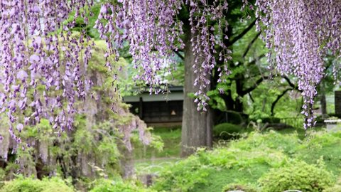Wisteria flowers in Takashima Park, a park of castle ruins near Lake Suwa
