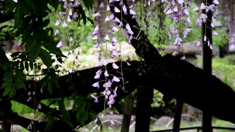 Purple wisteria flowers in full bloom on the wisteria shelf
