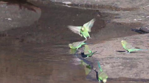 a slow motion clip of a budgie flock drinking from kings creek at kings canyon in watarrka national park of the northern territory, australia