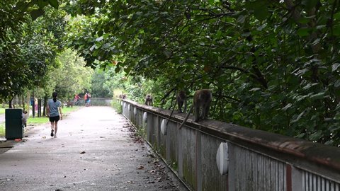 Singapore - 9th November 2021: Monkeys are crawling on a fence in the Woodlands Waterfront park.