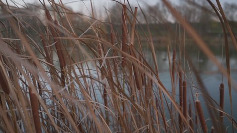 Dried cattail or bulrush plant and calamus leaves growing on river bank. Botanical and environmental concept. Care of nature and ecology problems.