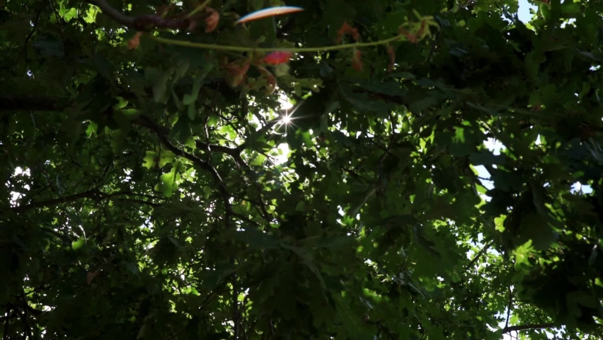 Sun rays shine through green tree leaves at summer day. Nature nackground