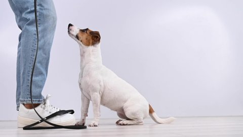 Owner puts a collar on a dog jack russell terrier before a walk on a white background.
