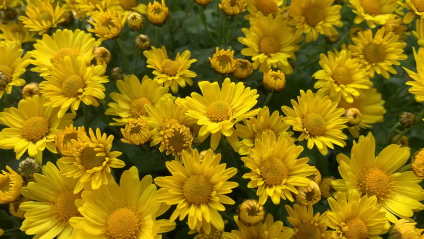 Bright yellow flowers on a round bush of chrysanthemums. For video presentation, advertising, background.