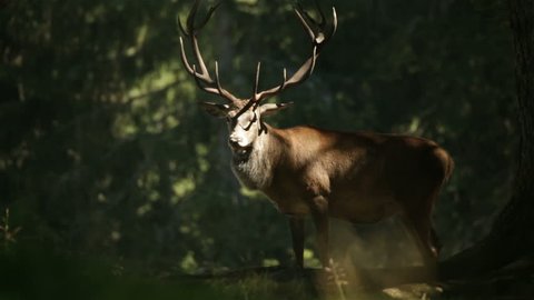 Deer in forest wildlife animal Video stock