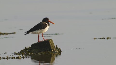 Oystercatcher Bird Perched On Rock In Calm Waters Looking Around. Static, Establishing Shot 