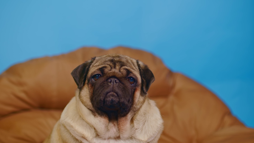 Cute pug on large pillow. Portrait of charming dog resting on soft litter.