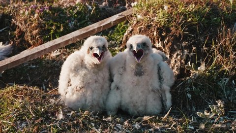 Three baby birds of hobby falcon in nest trying to defend themselves crying out loud. Yamal peninsula and its various fauna.