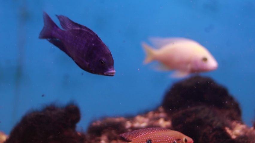 African Malawi Cichlid Aquarium Fish Freshwater yellow color dark blue stripes fish moving inside the tank it is very beautiful | Shutterstock HD Video #1082039456