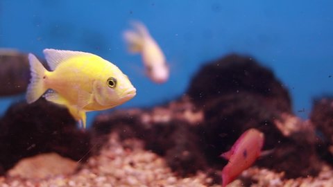 African Malawi Cichlid Aquarium Fish Freshwater yellow color dark blue stripes fish moving inside the tank it is very beautiful