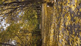 Autumn leaf fall. Yellow maple leaves fallen on the road in the park.  Mood .  Vertical video.