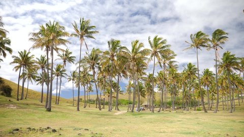 Park full of palm trees in Anakena, Rapa Nui, Easter Island, Chile. 4K footage on perfect sunny day.