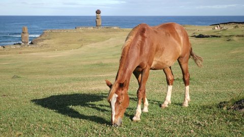 A wild horse grazing on grass near Moai statues in Tahai Archaeological Complex. Ahu Tahai, Rapa Nui, Easter Island, Chile. Antique and mysteriuos Moai statues symbol of an ancient culture.