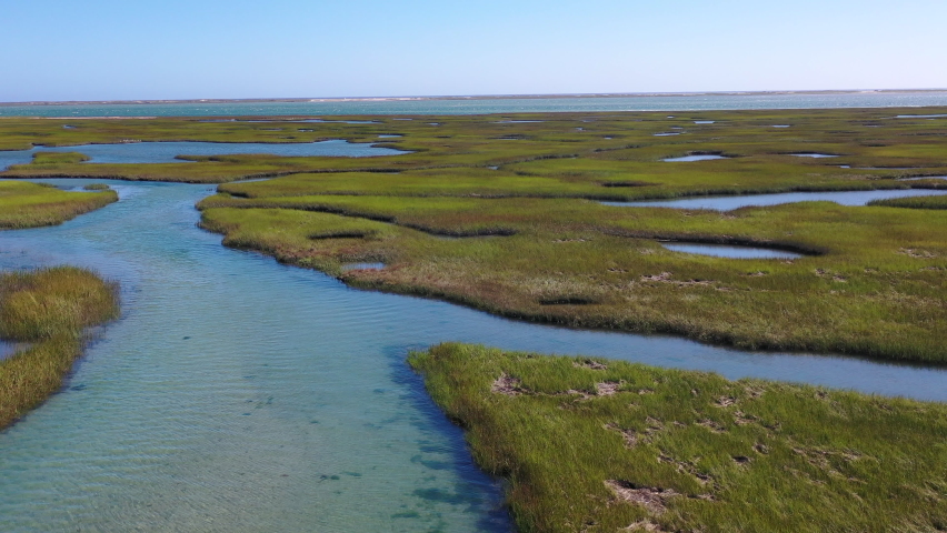 Narrow channels meander through a healthy salt marsh in Pleasant Bay, Cape Cod, Massachusetts. This wetland habitat is vital feeding grounds for migrating birds, fish, and many marine invertebrates.