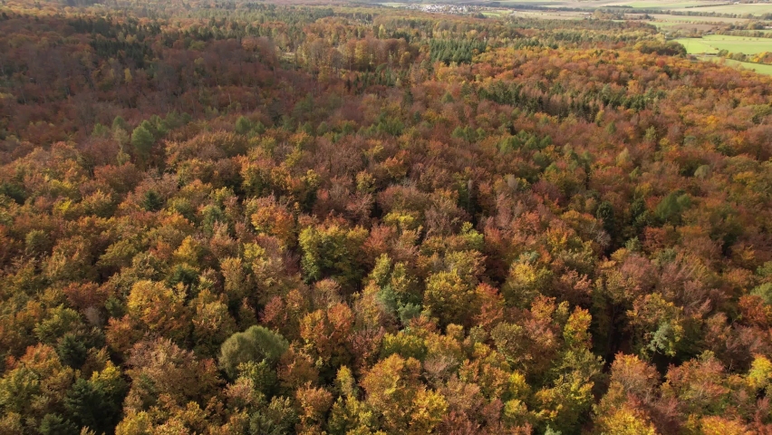 Autumn at sunset. Shrubby forest with red colors in autumn. Top view with drone. 