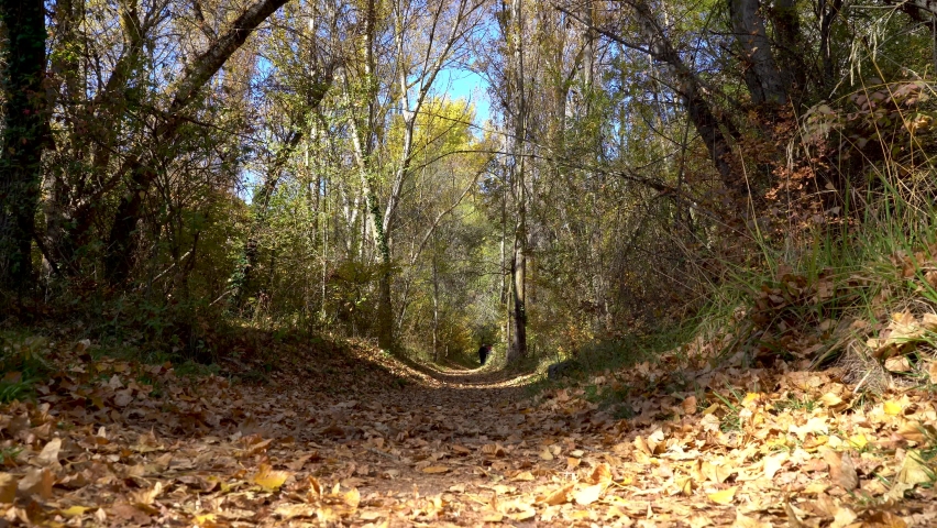 Leaf-covered path in the forest between large trees and people walking in the background. Sepulveda Segovia.