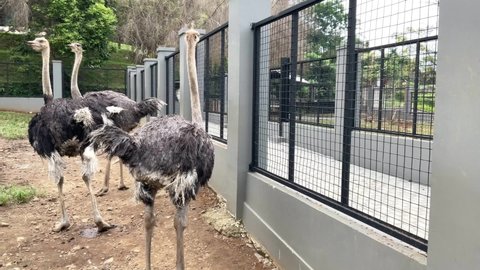 Group of young ostrich (giant bird), Struthio camelus standing in the zoo place and looking around