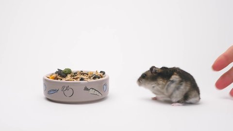 Cute Little Hamster near a bowl of food on white background. jungarian hamster eats food on an isolated background
