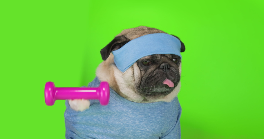 Funny cute pug dog do fitness, workout, gym. Dumbbell in the paw, doing dumbbells exercise. Dog lifting weight to training biceps. Funny dog sport concept. Cute face. Green screen | Shutterstock HD Video #1082054810