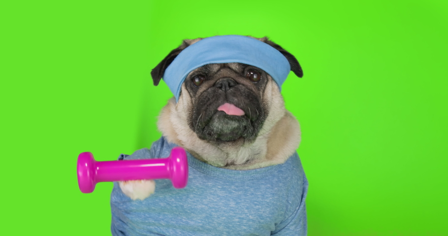 Funny cute pug dog do fitness, workout, gym. Dumbbell in the paw, doing dumbbells exercise. Dog lifting weight to training biceps. Funny dog sport concept. Cute face. Green screen Royalty-Free Stock Footage #1082054810