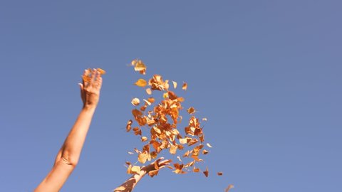 Close-up view 4k slow motion video of two female hands isolated on clear sunny blue sky background. Anonymous woman throwing many yellow dry fall leaves outdoors happily on sunny autumn day