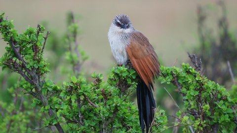 White-browed Coucal - Centropus superciliosus on the green bush, species of cuckoo in the Cuculidae family, found in sub-Saharan Africa,areas with thick cover afforded by rank undergrowth and scrub.