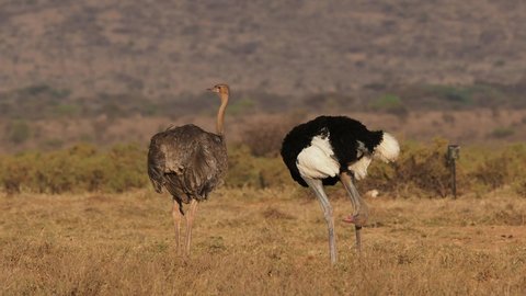 Somali Ostrich - Struthio molybdophanes also blue-necked ostrich, large big flightless bird native to the Horn of Africa, male and female cleaning the plumage in Samburu national park safari.