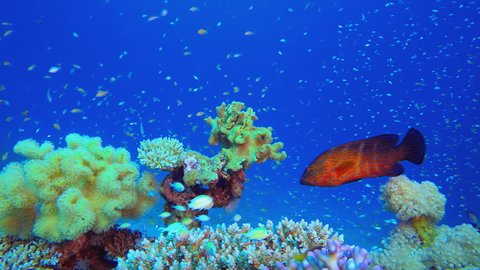 Fish Coral Reef. Tropical fish reef marine. Soft-hard corals seascape. Vibrant coral garden. Reef coral scene. Beautiful soft coral. Sea reef.