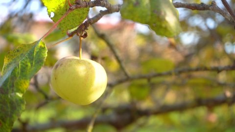 Beautiful ripe green apple fruit on tree background of sun. Ripe juicy apples hanging on branch in orchard garden. Farming food harvest gardening harvesting concept. Concept of organic food 4k