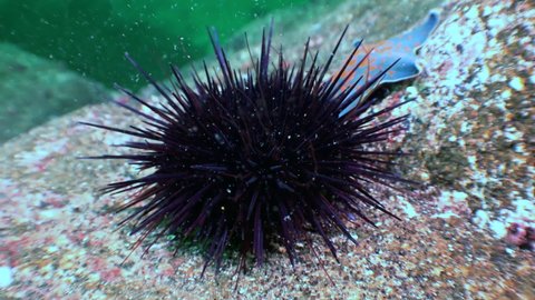 Sea urchin on the sea floor in search of food. Amazing underwater world and the inhabitants, fish, stars, octopuses and vegetation of the Sea of Japan.