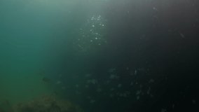 School of Incredible tuna fish flute underwater in Atlantic ocean. Amazing, awesome, fascinating marine inhabitants on seabed of Portugal. Relax video about marine fish in undersea world.
