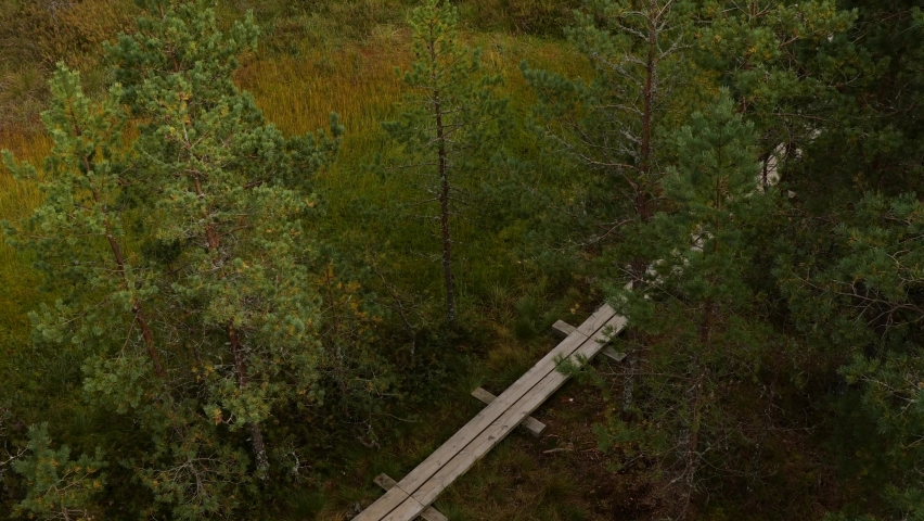 High view to the bog swamp land with wooden boardwalk hiking trail. 