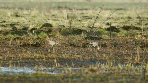 Eurasian curlew and Eurasian whimbrel walking and feeding side by side during spring migration