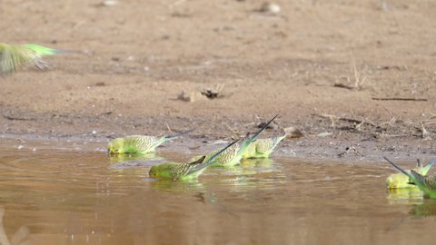 slow motion close up of a budgerigar flock drinking from redbank waterhole near alice springs in the northern territory, australia