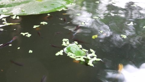 guppy swimming in the lotus pond.	