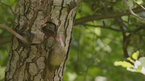 A male Grey-headed Woodpecker (Picus canus) regurgitates insects and grubs he has foraged and feeds the larger more dominant one of his chicks whilst the younger chicks cry to be fed.
