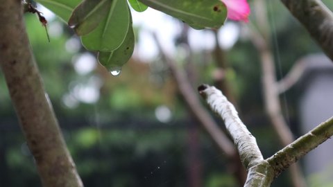 A drop of rain water hangs on the tip of a plant in a pot with raindrops falling on the background