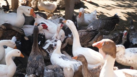 Many duck that are eating food. feeding raising ducks for eggs on background of husbandry natural animal lifestyle in garden organic farming.