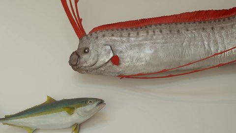 This panning video shows an impressively large silver and red taxidermy oar fish.